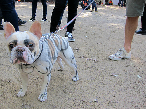 HOWL-O-WEEN | Silver Lake Realtor | Top Real Estate Agent Silver Lake CA