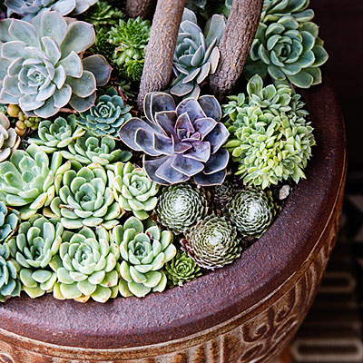 Best succulent garden in containers ideas | Los Feliz Real Estate | Los Feliz Houses For Sale