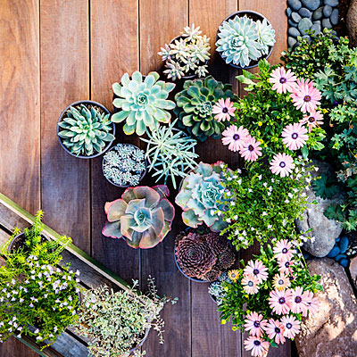 Best succulent garden in containers ideas | Los Feliz Real Estate | Los Feliz Houses For Sale