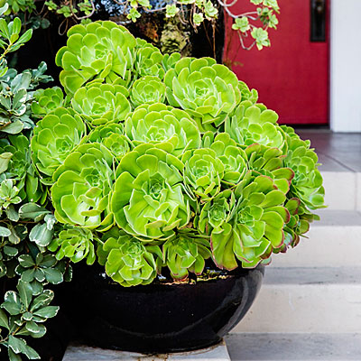 Best succulent garden in containers ideas | Los Feliz Real Estate | Los Feliz Houses For Sale