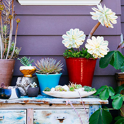 Best succulent garden in containers ideas | Los Feliz Homes For Sale | Los Feliz Real Estate Company 