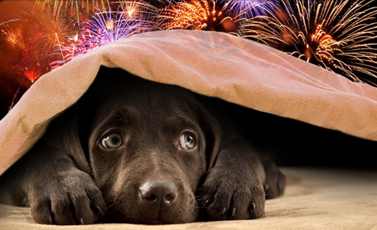 10 Tips to Keep Our Pets Safe this July 4th | Glenn Shelhamer Real Estate Agent | Silver Lake Homes For Sale