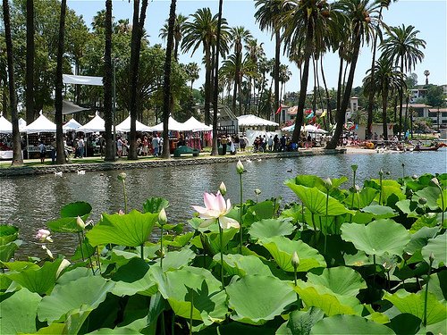 Lotus Festival makes grand return to Echo Park Lake - Beverly Press & Park  Labrea NewsBeverly Press & Park Labrea News