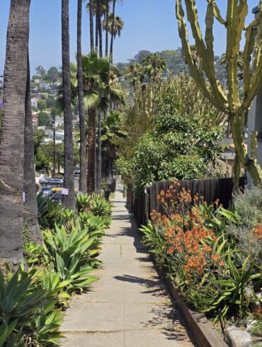 A neighborhood parkway outside a Spanish home with rich succulents and mature cacti