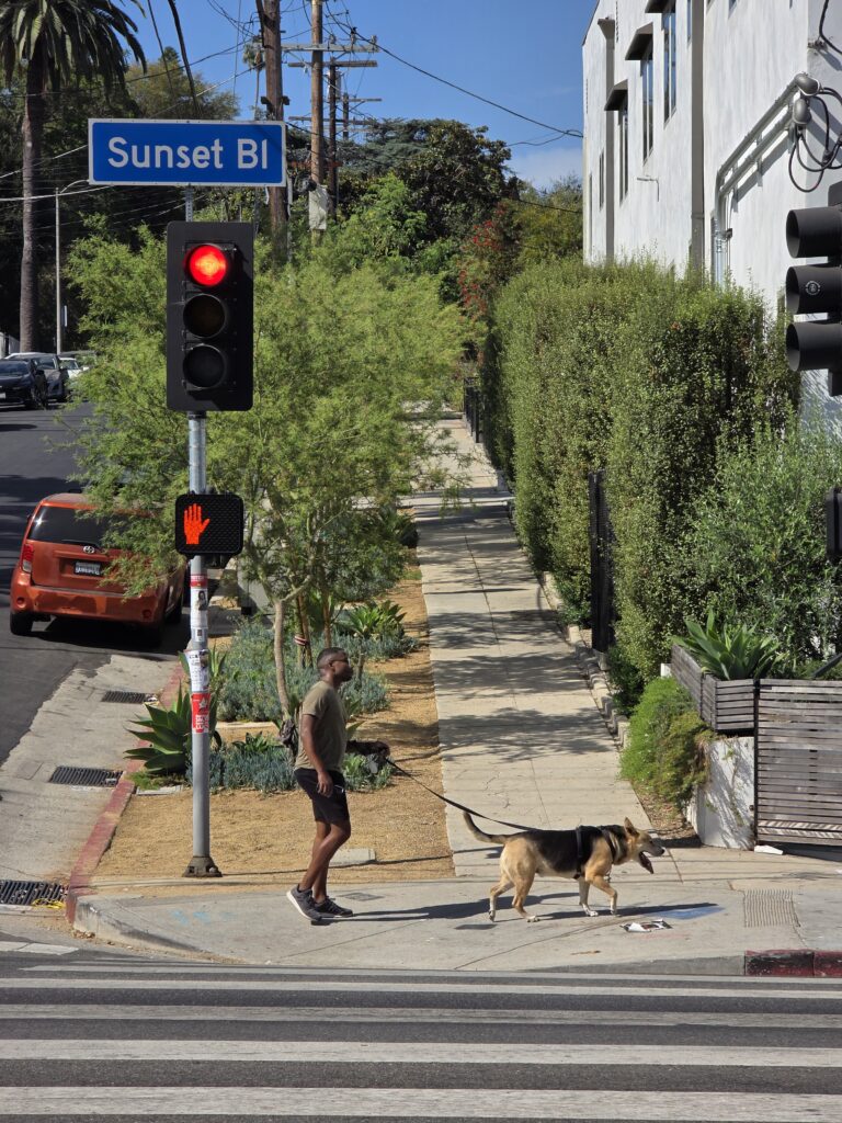 A gentleman is walking his dog by leash on Sunset Blvd with palm trees and blue skies in the background