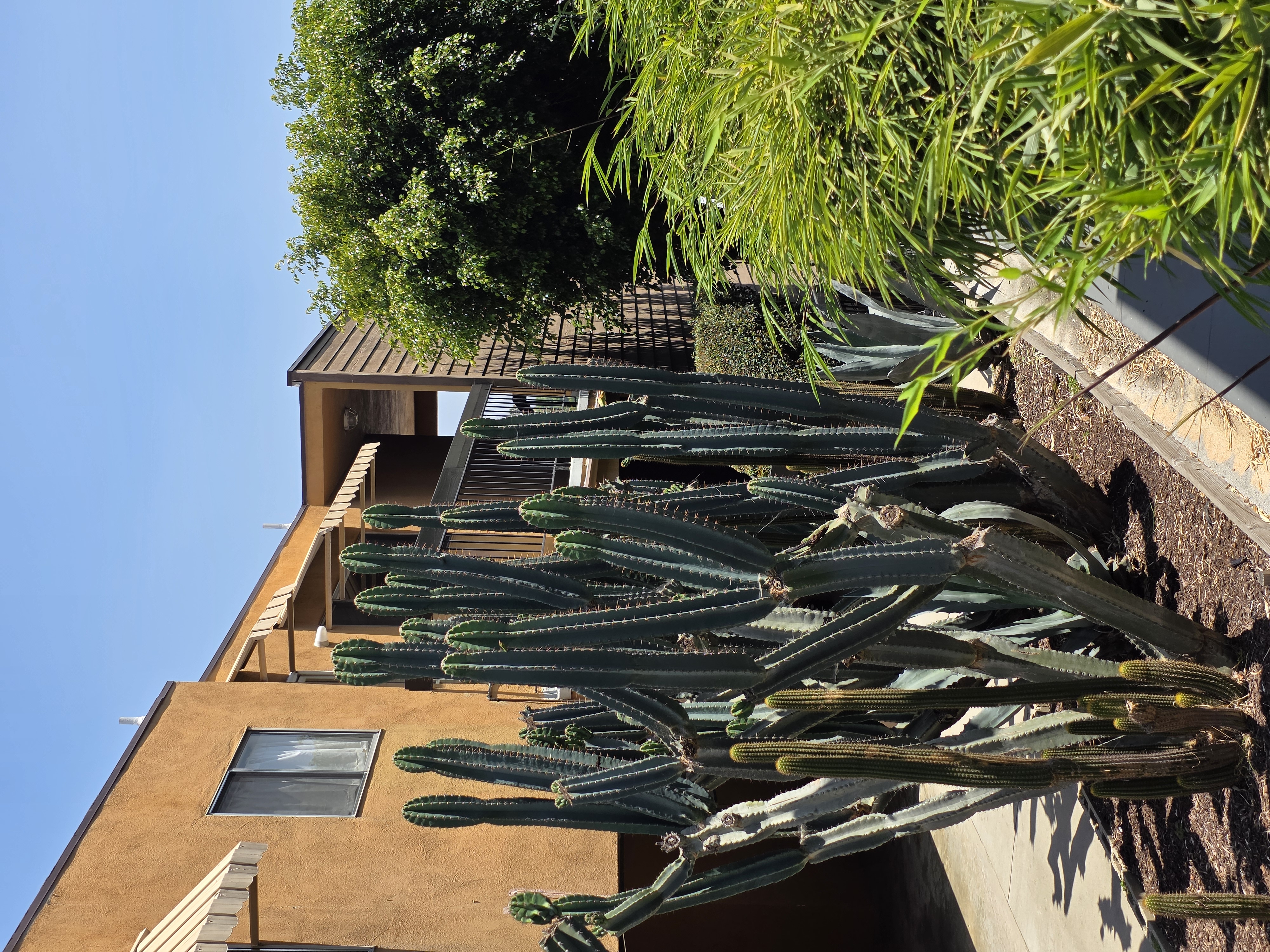 Giant mature cacti outside of a Mid Century Modern apartment complex in Silver Lake