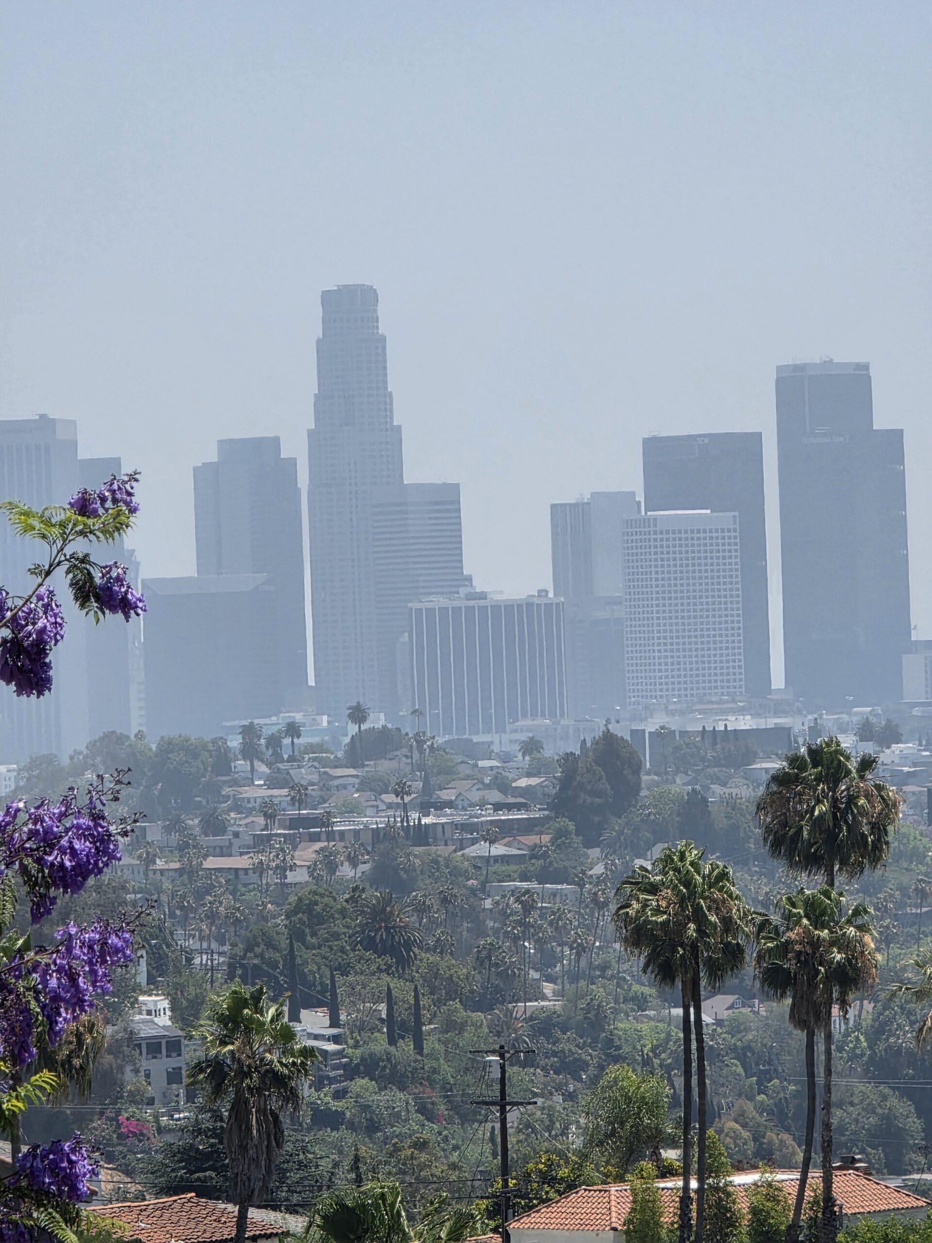 DTLA skyline views through lush purple jacaranda trees in Silver Lake