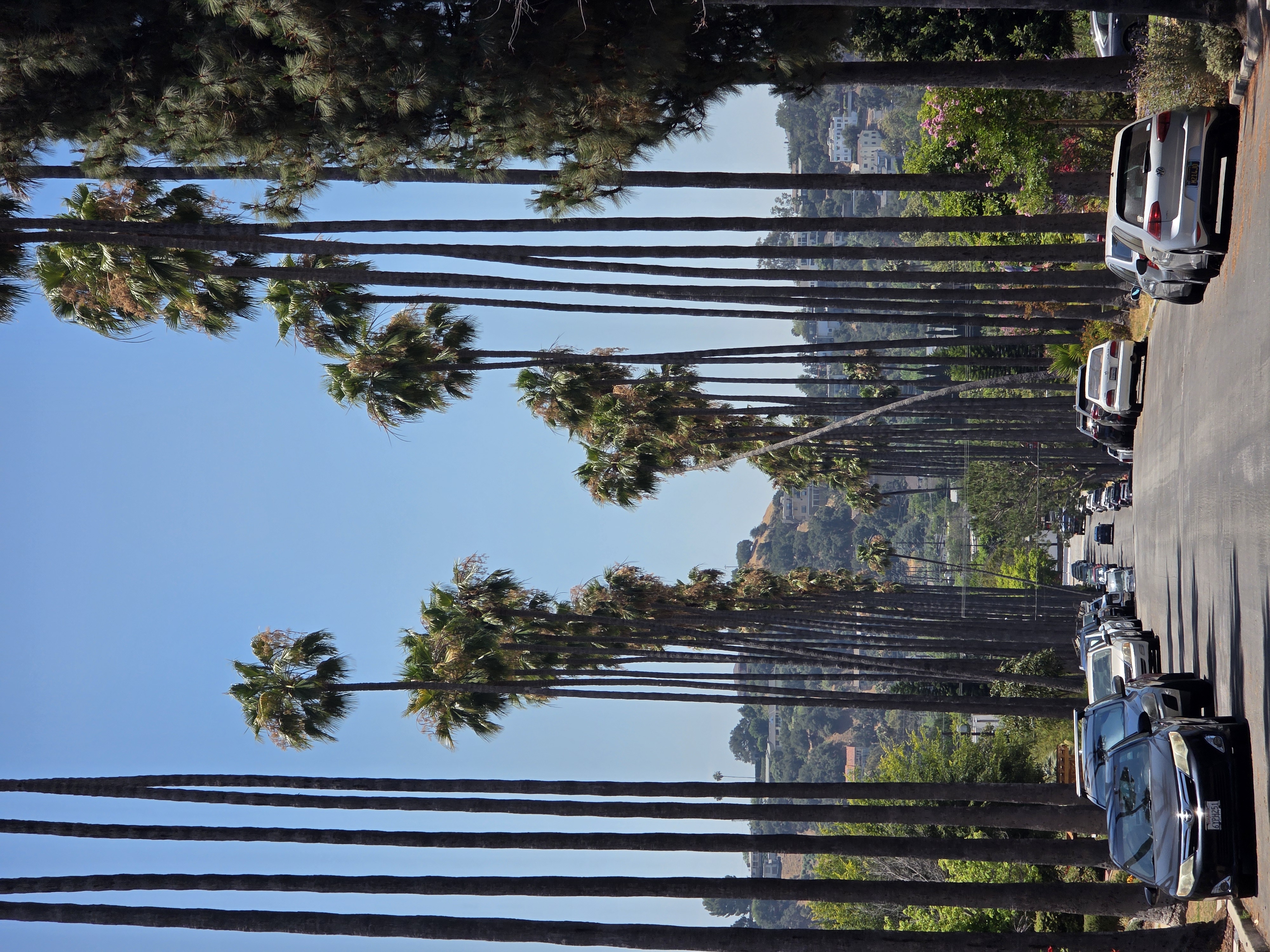 Narrow palm tree lined streets of a quaint neighborhood in Eagle Rock