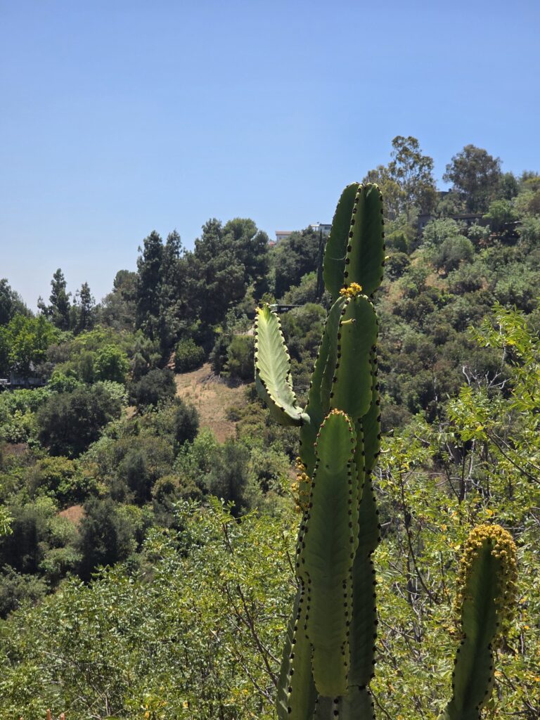 Giant cacti in vibrant bright green colors in a canyon in Mt. Washington almost ready to flower